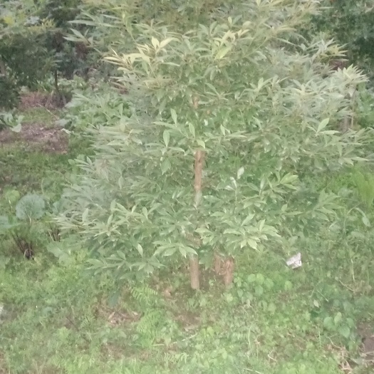 成都楠木树