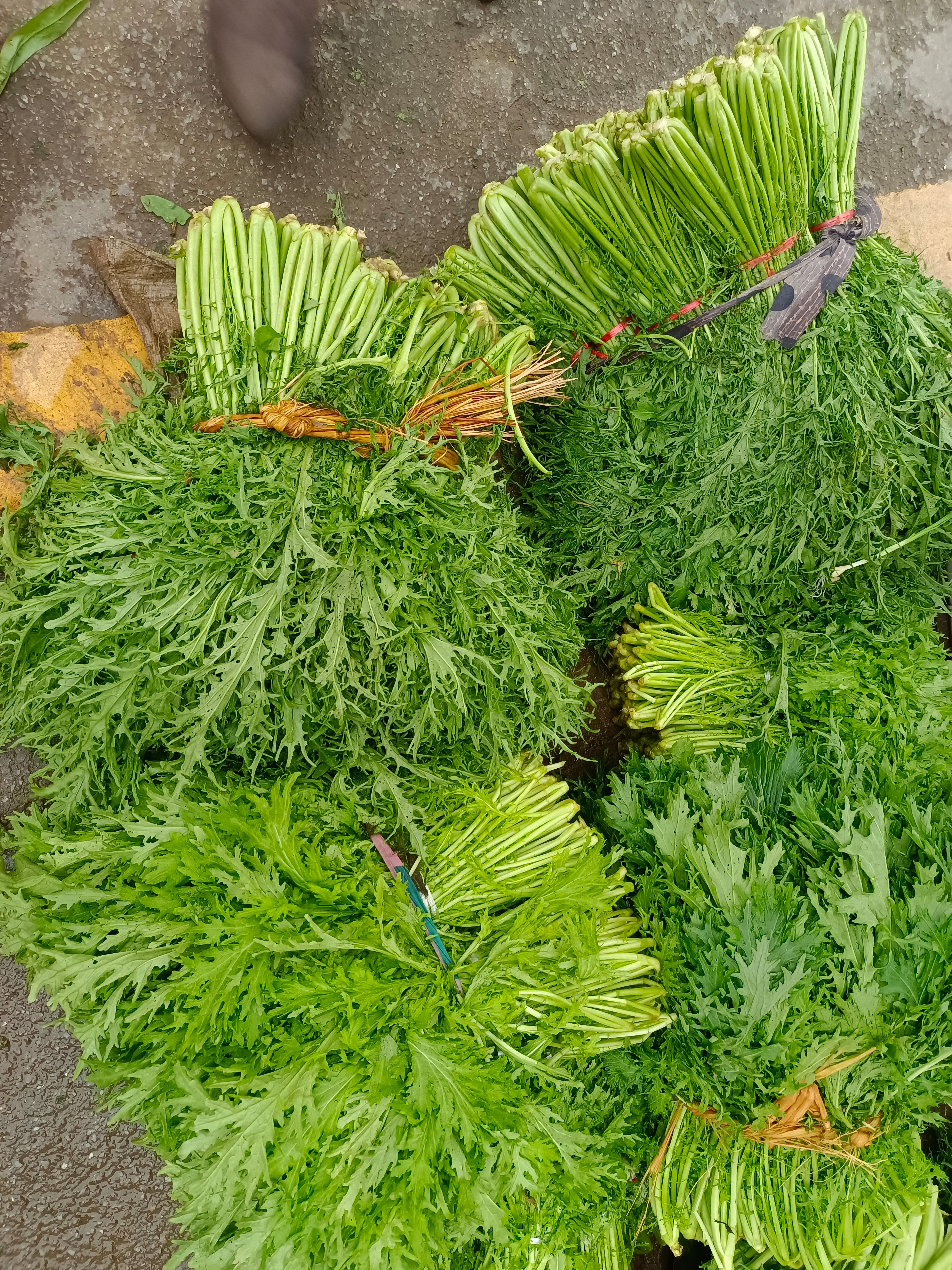  泸溪本地香芹菜，空心芹菜万亩蔬菜产区，各类蔬菜欢迎