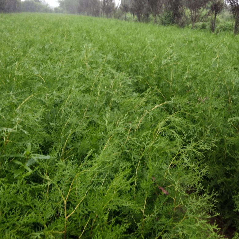 侧柏苗营养杯侧柏容器侧柏苗 崖柏苗香柏扁柏柏子树苗。