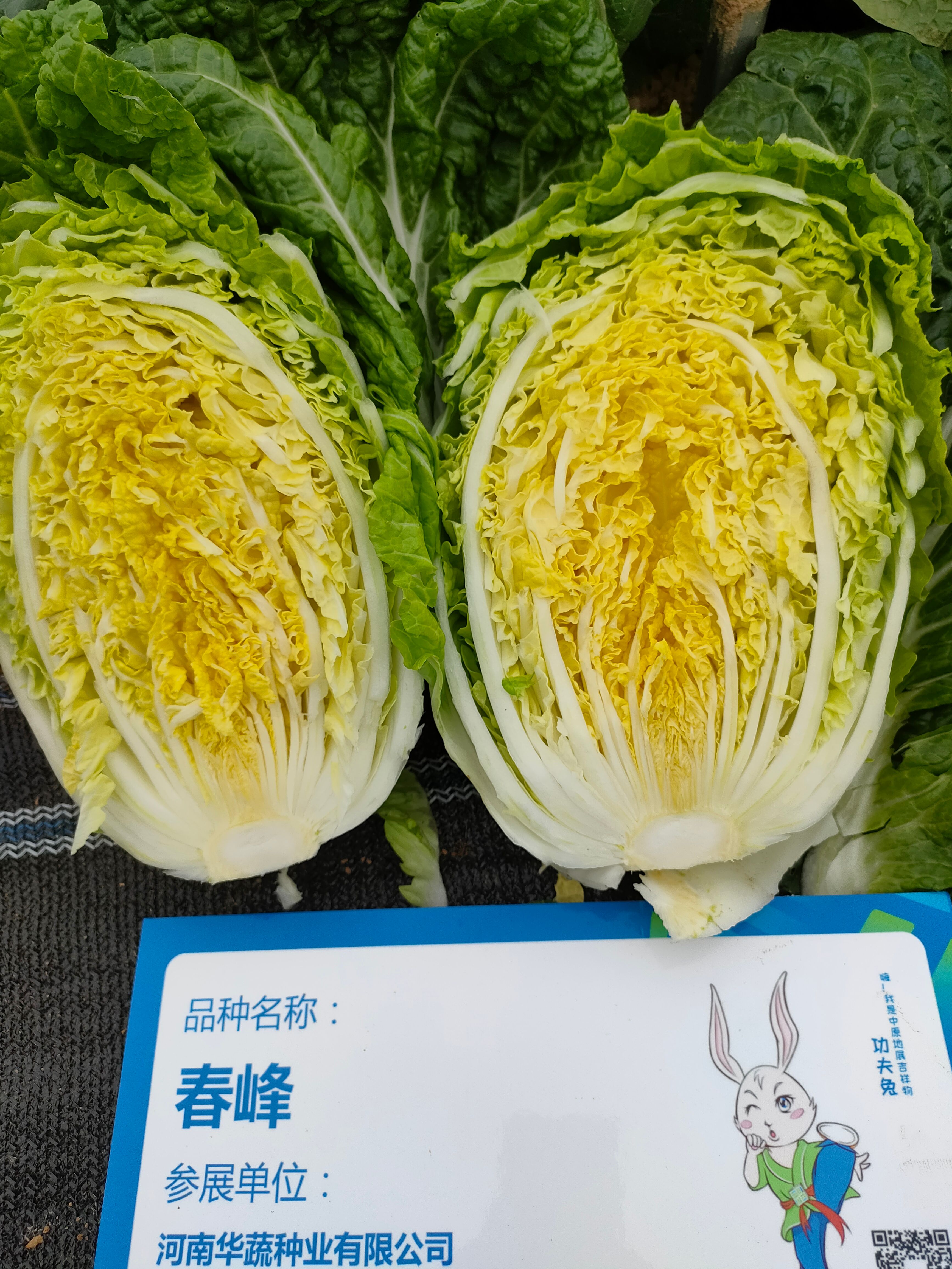 白菜种子黄心白菜种子春峰耐运输 耐储藏 耐抽苔
4.5.6斤