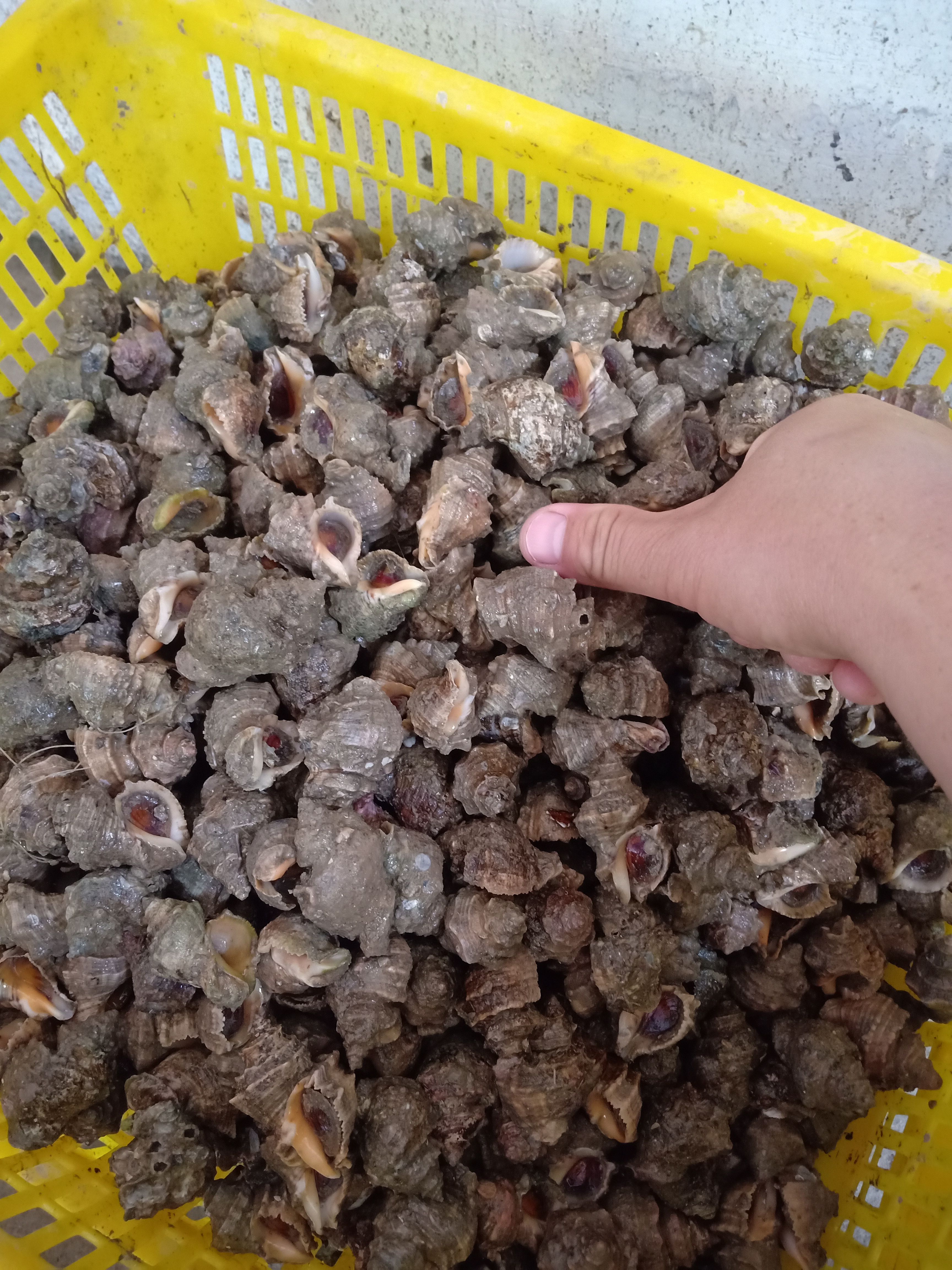 新鲜大只辣螺，个个大过手指头。