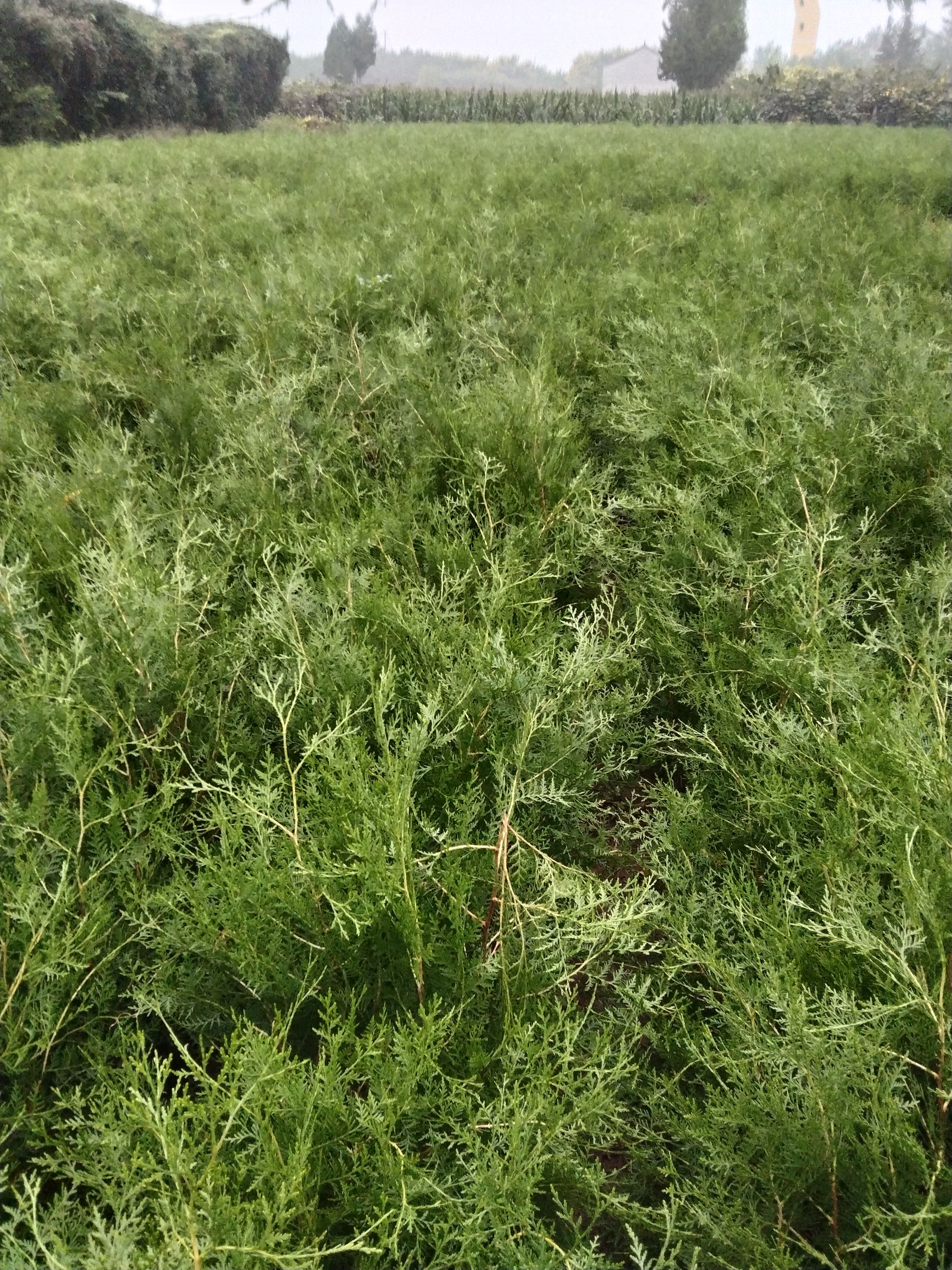 侧柏苗营养杯侧柏容器侧柏苗 崖柏苗香柏扁柏柏子树苗。
