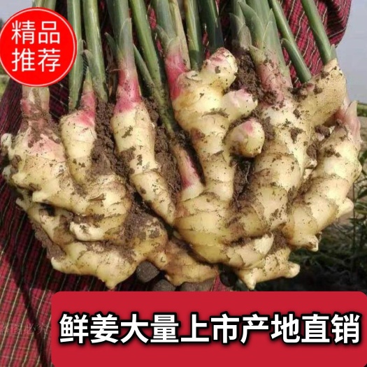 博爱县河南生姜鲜姜大黄姜产地直销代存代收全国物流发货