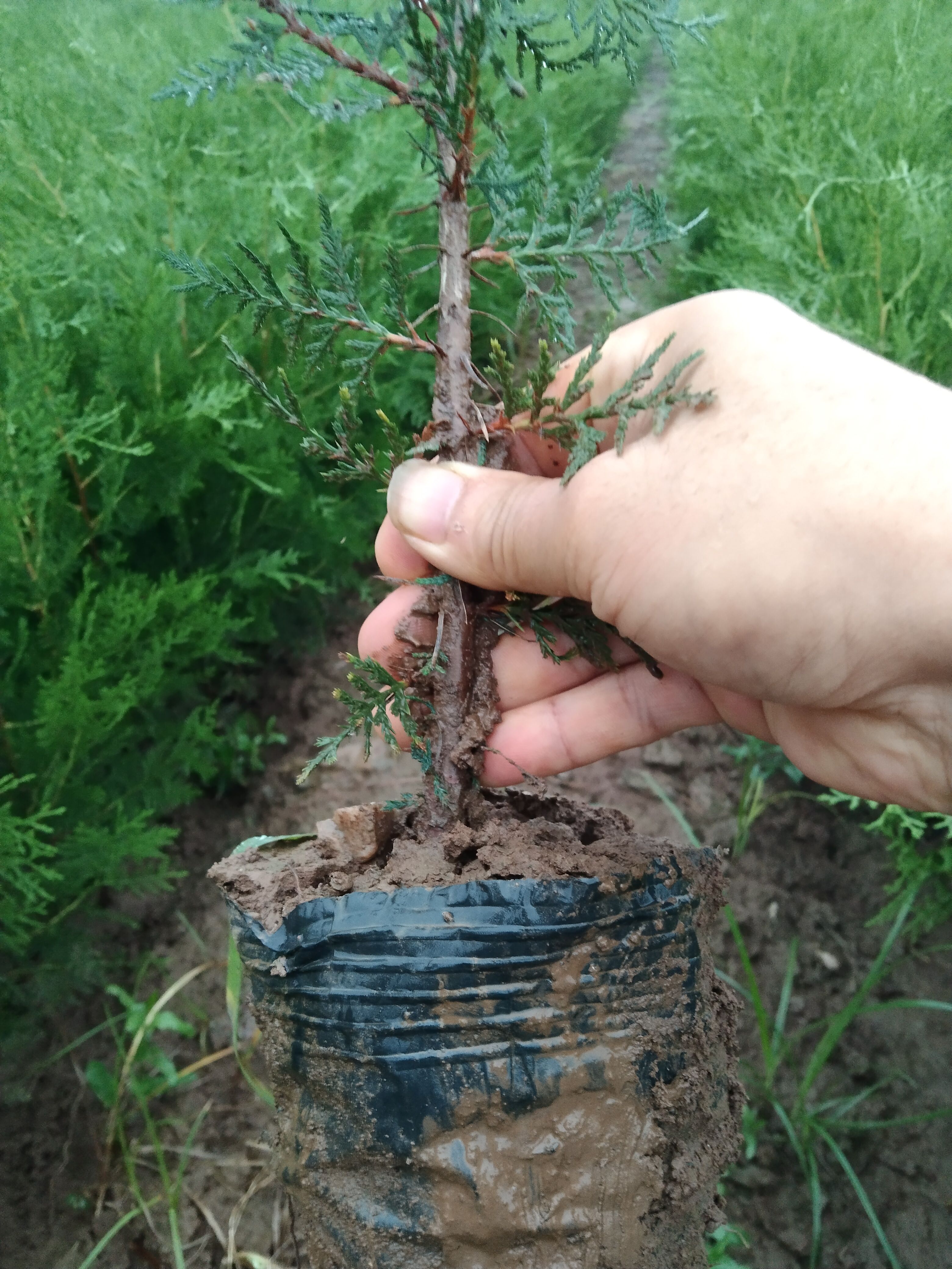 侧柏苗营养杯侧柏容器侧柏苗 崖柏苗香柏扁柏柏子树苗。