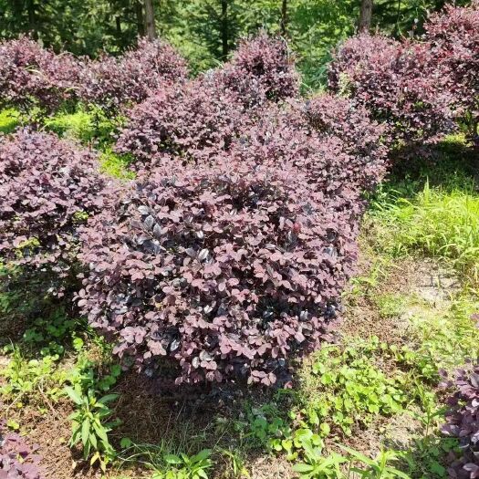 洪江市黑珍珠红继木 苗圃基地，一手货源红继木球