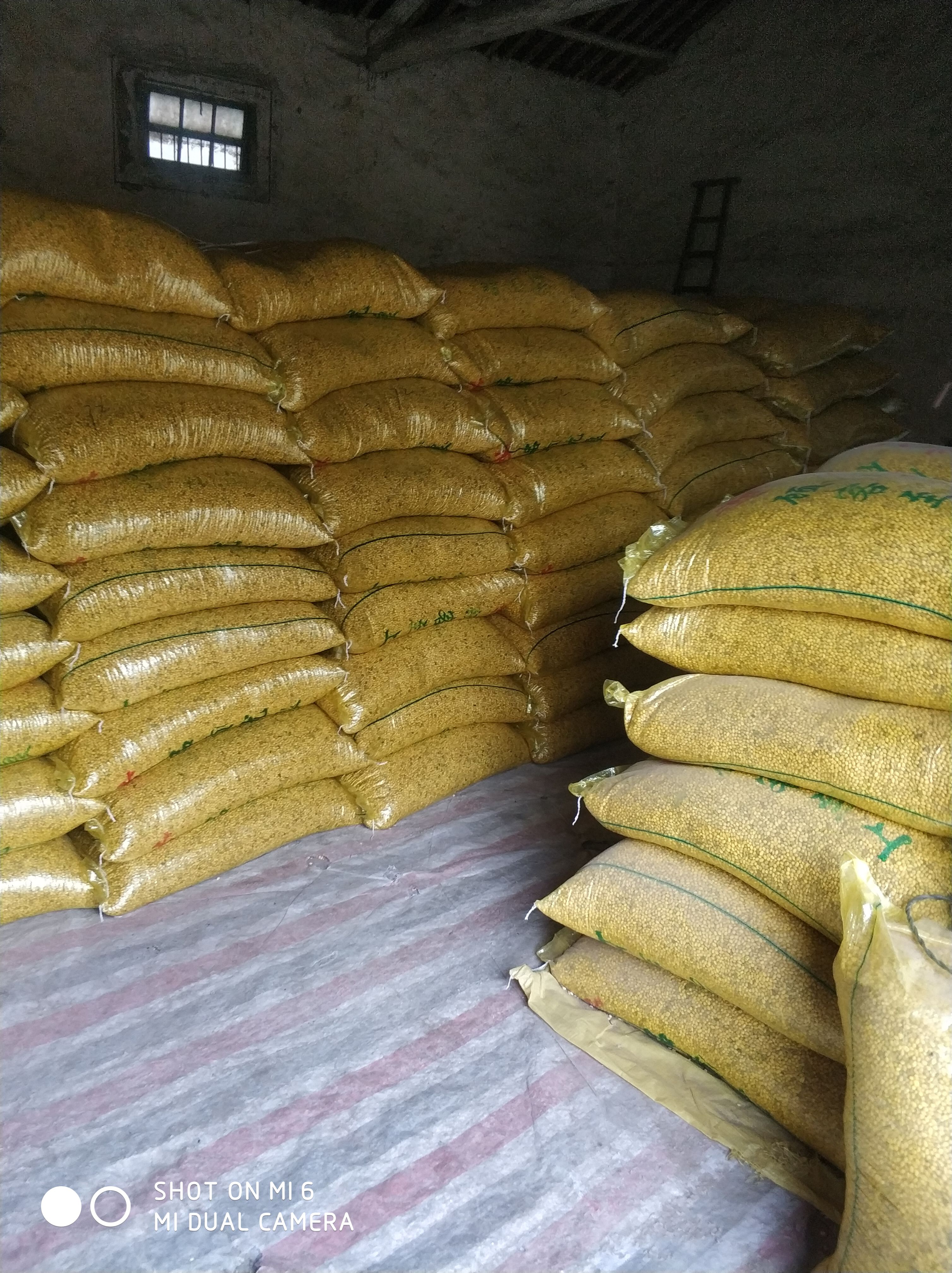 江汉平原产非转基因高蛋白大豆为制作豆腐豆浆所提供的好品种。