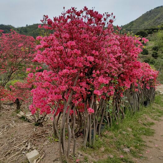 岳西县高山杜鹃  精品映山红地景，庭院，绿化，园林，占地