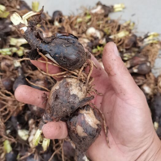 襄樊石蒜种子  石蒜 庭院绿化工程用苗 大量现货