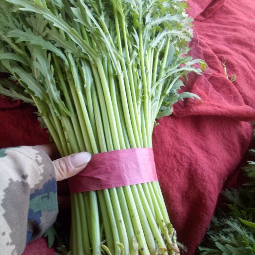 茼蒿  河北省南部最大蔬菜水果批发市场