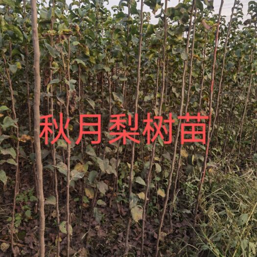 赞皇县 秋月梨树苗