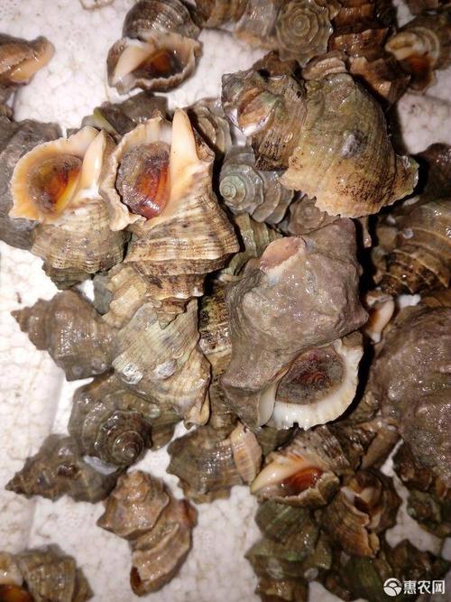 新鲜大只辣螺，个个大过手指头。