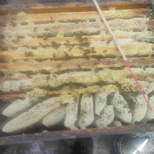 萧县槐花蜜  各种蜂蜜
