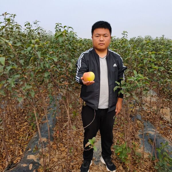 明月苹果苗，青森水蜜桃苹果苗，嫁接成品苗，品种纯正基地直销