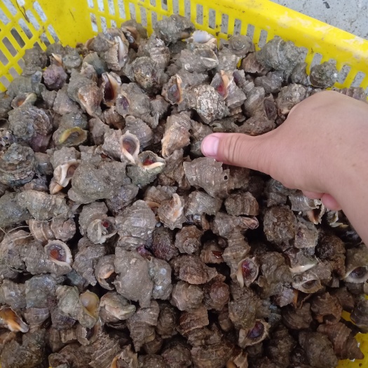 廉江市新鲜大只辣螺，个个大过手指头。
