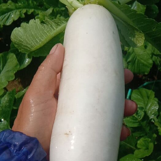 惠来县白萝卜 白罗卜
