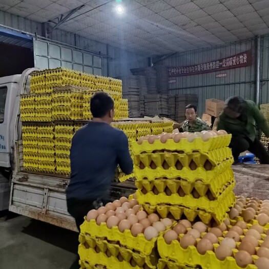 南阳粉壳蛋 精品双色粉蛋