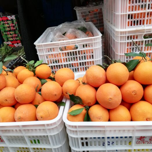 信丰县纽荷尔脐橙 江西省赣州市信丰县 