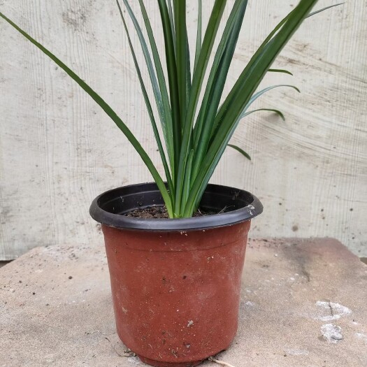 忠县石蒜苗  红色彼岸花杯苗彼岸花杯苗石蒜杯苗红色石蒜基地