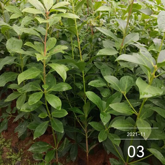 八角树苗祼根苗