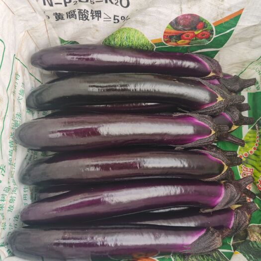 镇宁县紫长茄  【精品】紫红长茄  基地直供  新鲜黔货