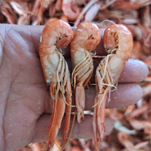 爪虾，狗虾，鹰爪虾！深海虾，新鲜的熟冻虾！油炸做麻辣虾食材