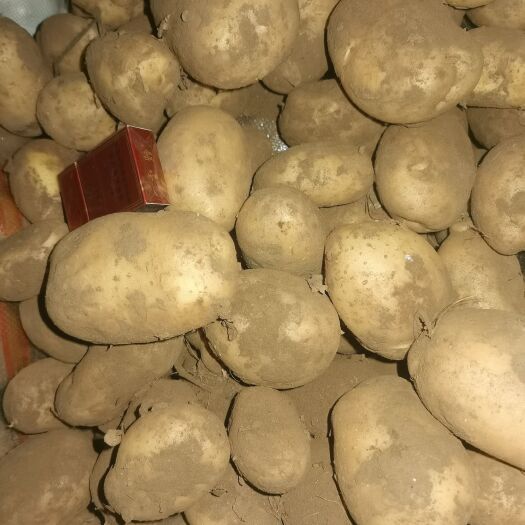 围场县 白心土豆v8