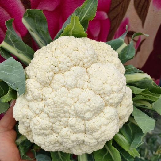 邯郸白花菜花  河北省南部最大批发蔬菜水果市场