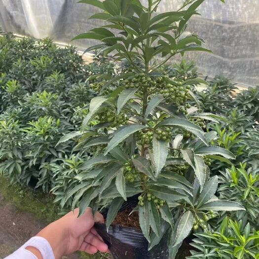 巴东县富贵籽盆栽
