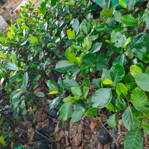 文昌市 嫁接菠萝蜜苗