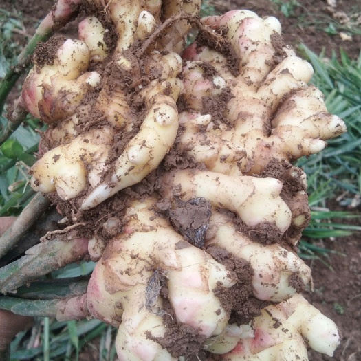 建始县小黄姜 绿色食品/生姜