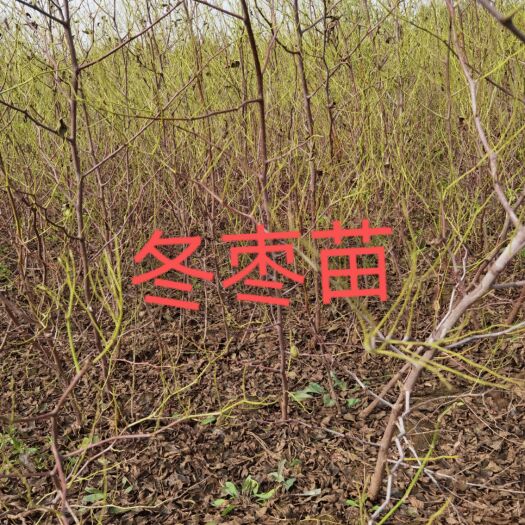 赞皇县冬枣树苗 冬枣苗