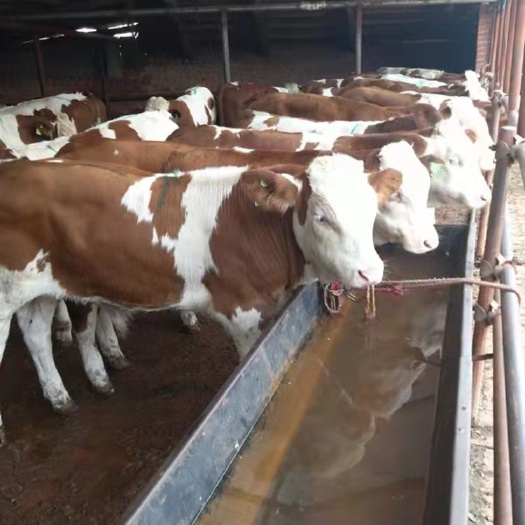 定襄县肉牛  本养殖常年出售优质散养牛，货源充足。