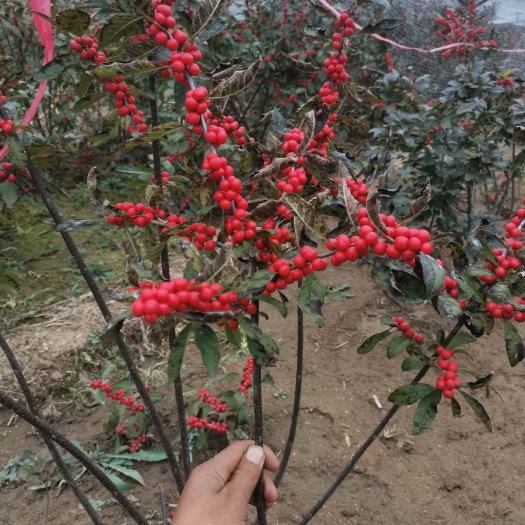 哪里有北美冬青切枝，北美冬青盆栽，东红，奥斯特