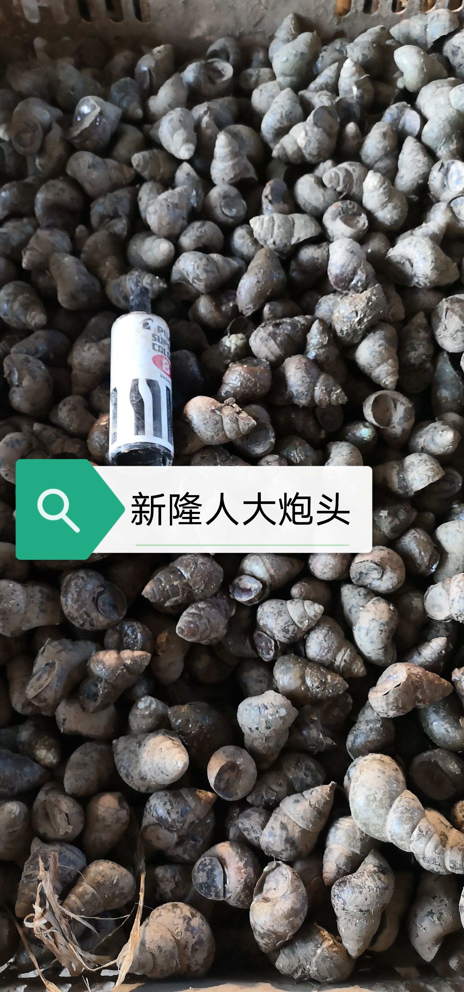 炮头石螺专用规格，薄壳螺