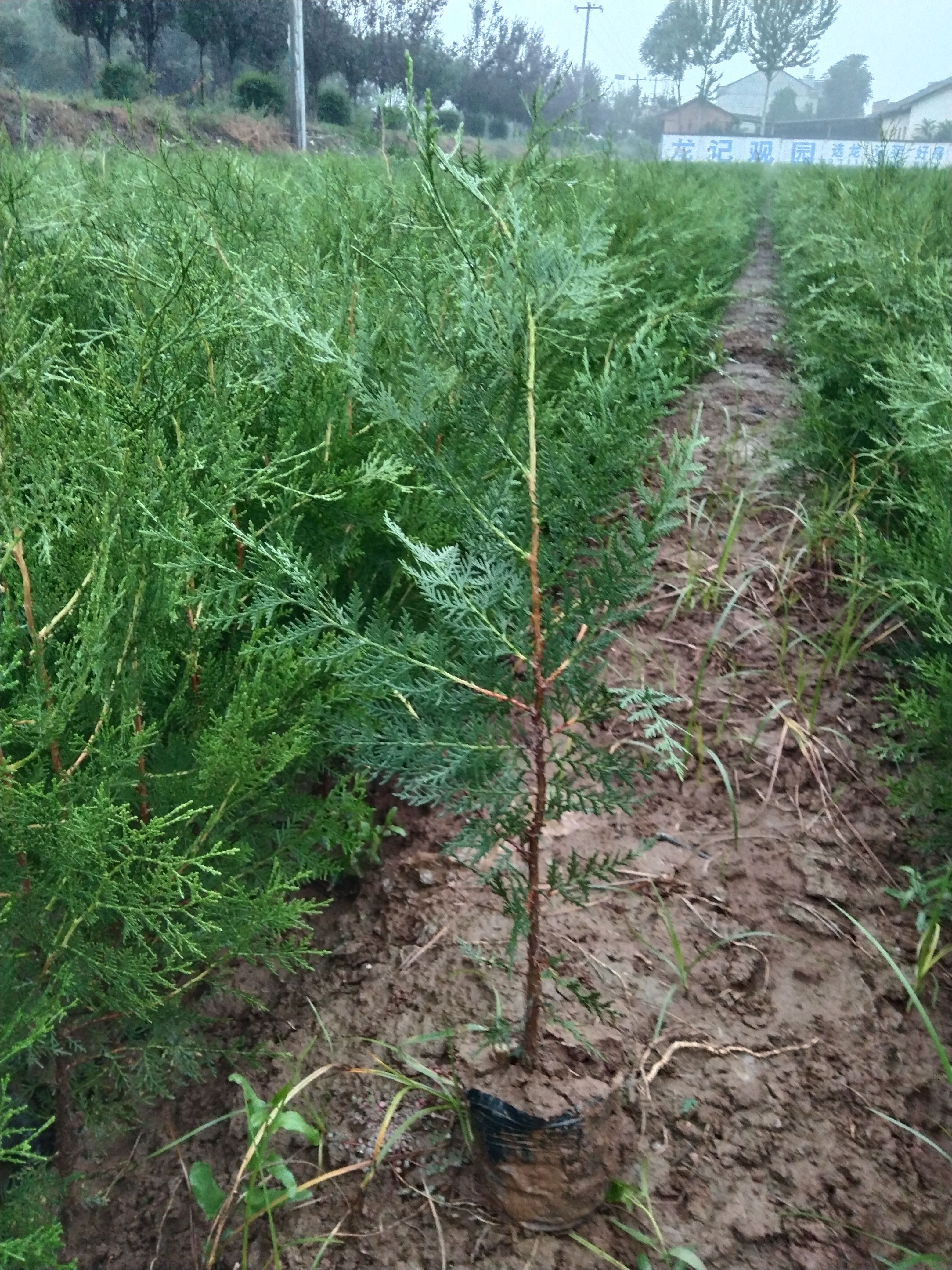 侧柏苗营养杯侧柏容器侧柏苗 崖柏苗香柏扁柏柏子树苗。