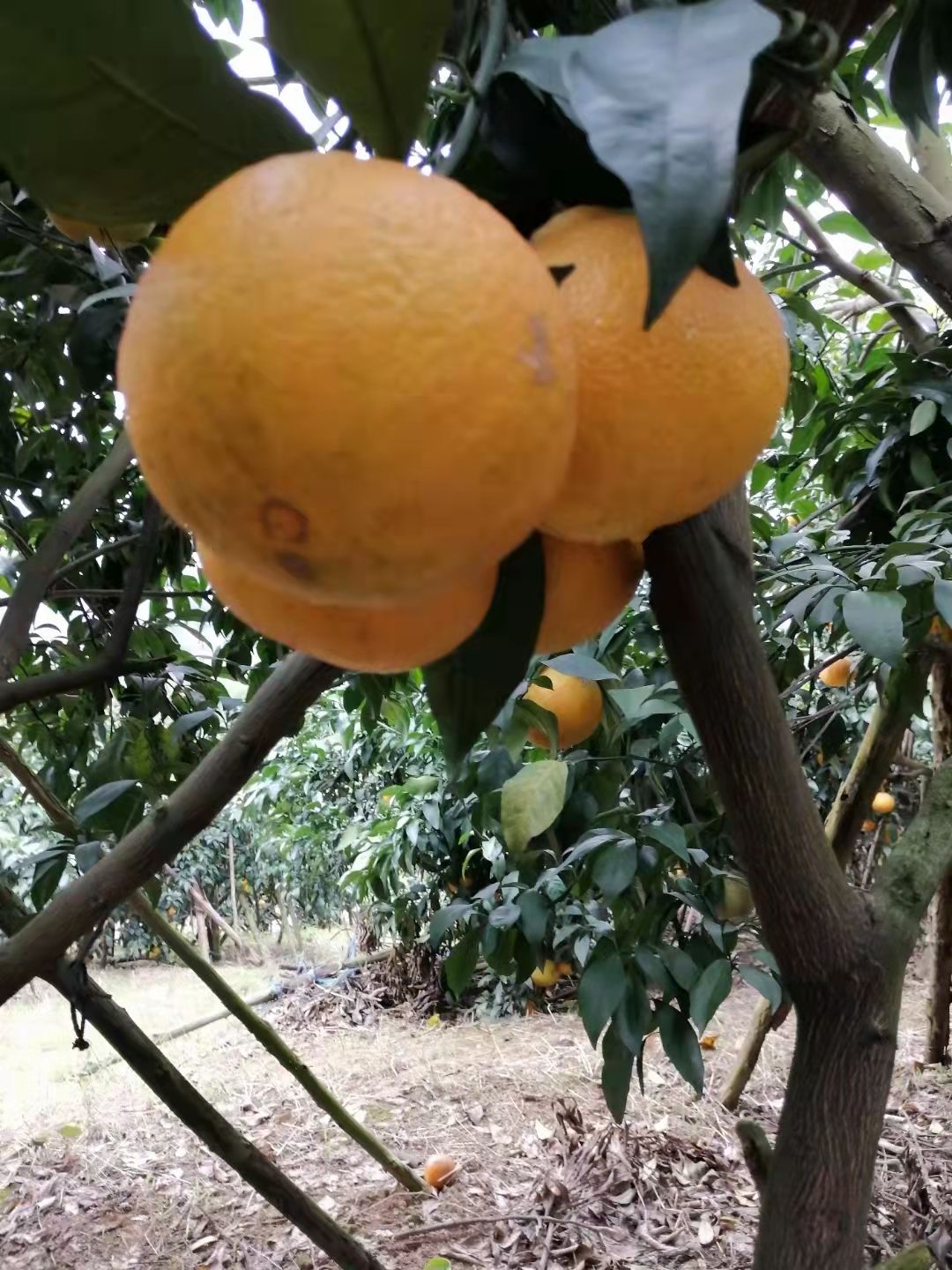 爱媛橙 爱缘果冻橙