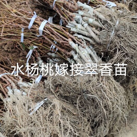 周至县水杨桃砧木嫁接翠香苗