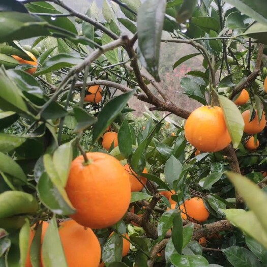 芷江县冰糖橙:天然之橙，蜜之口感，好品质，好新鲜，好橙子
