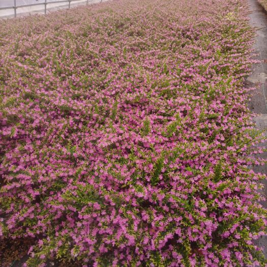 平湖市草花 满天星