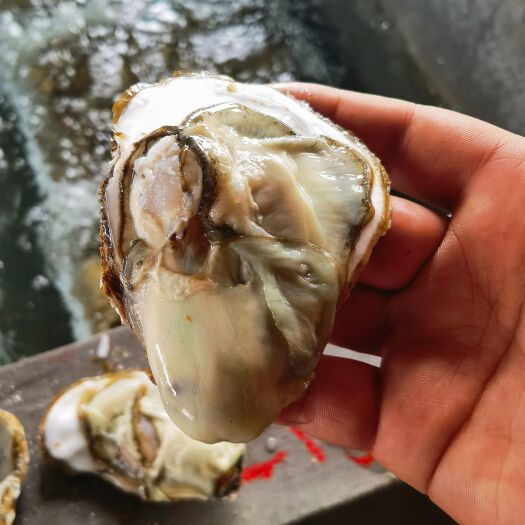 连云港三倍体生蚝 4+生蚝精品乳山货