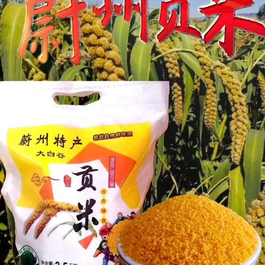 2023蔚县特产黄小米新小米包邮（大白谷）有机黄小米
