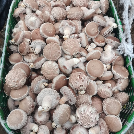 花菇  浙江金华武义新宅镇香菇