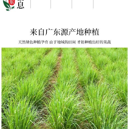 恩平市 环保香茅草