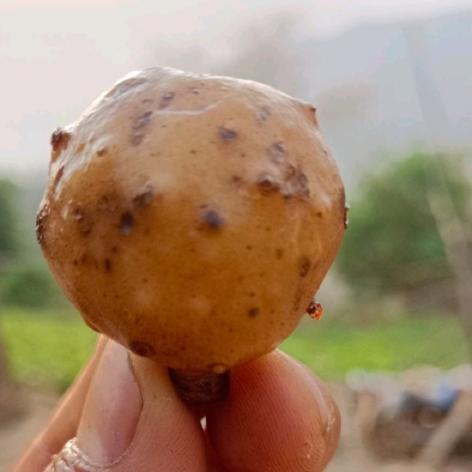 景东县魔芋水果魔芋这是一种独特的魔芋挖出来就可以直接食用目前有苗