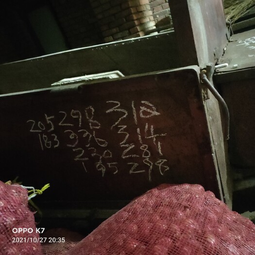 吉林市毛葱  每天都有发货