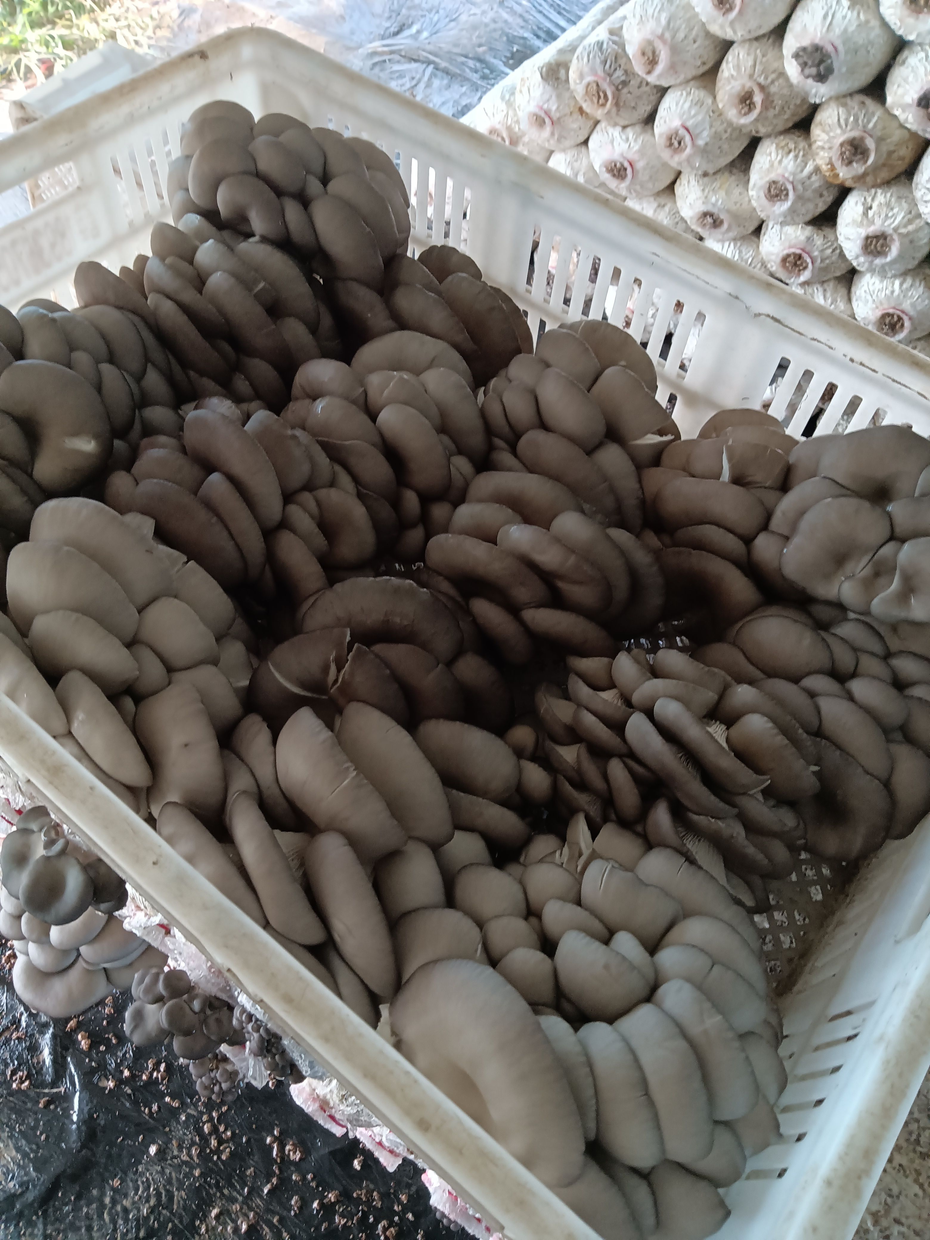 平菇鲜平菇