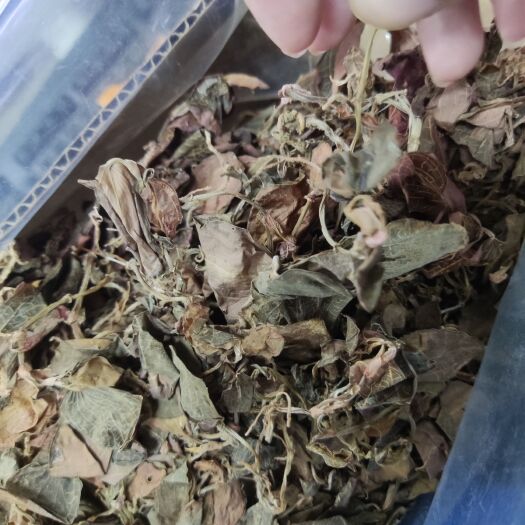 连南县 金线莲 干货