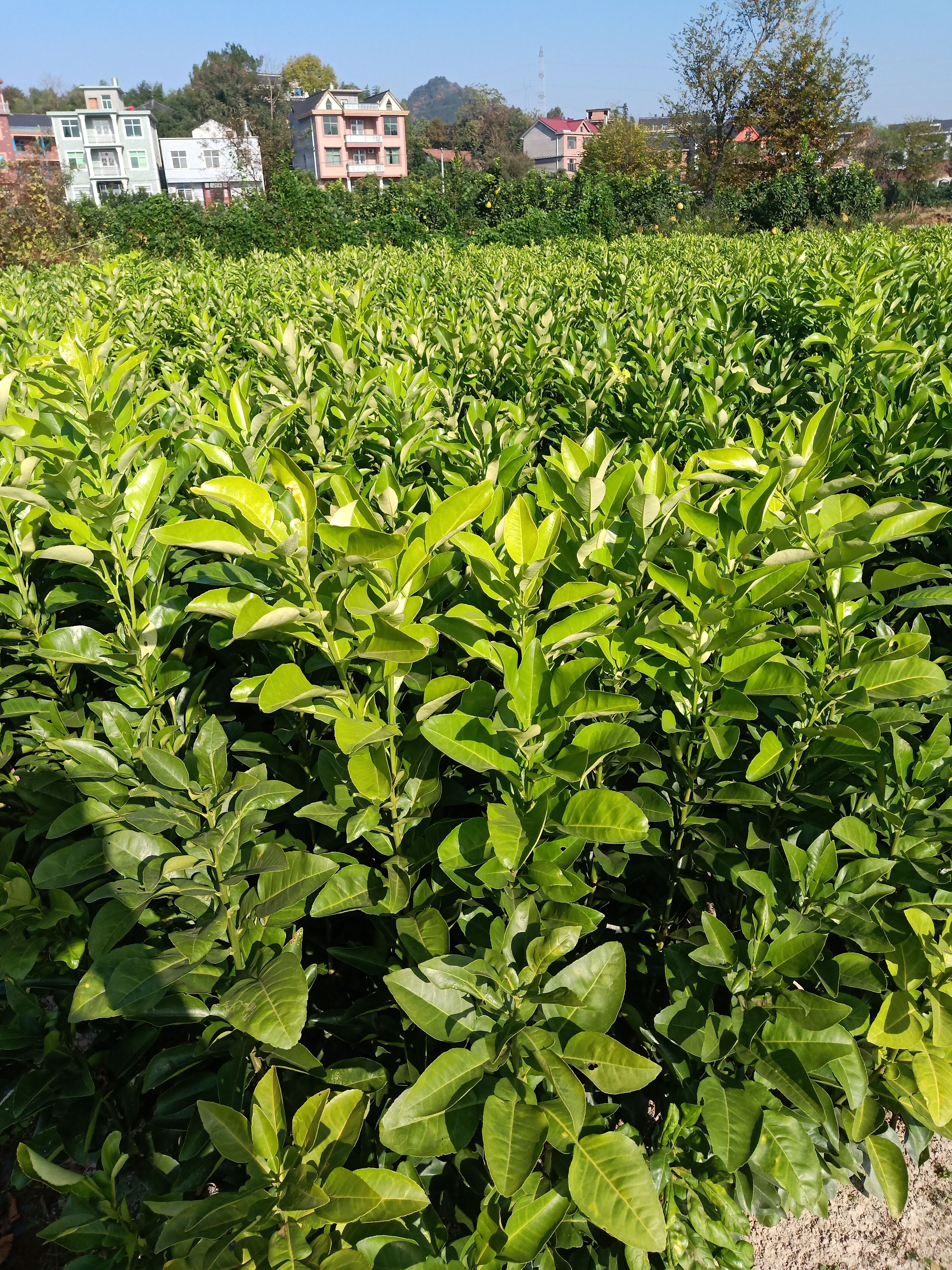 红心柚 广丰马家柚 香甜可口