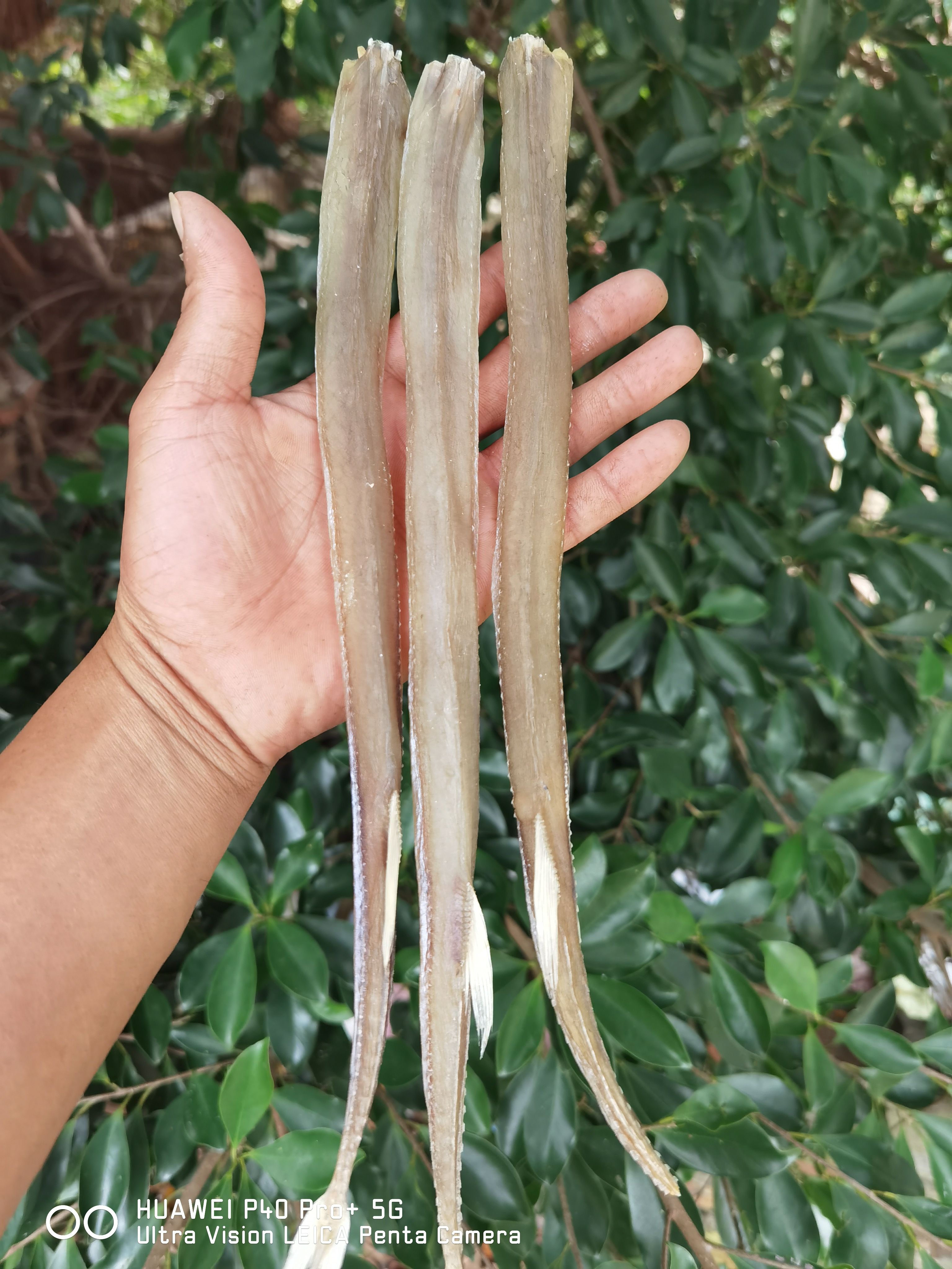 北海烟管鱼 长嘴鱼 马鞭鱼  干货 咸鱼干 【晒场直销】
