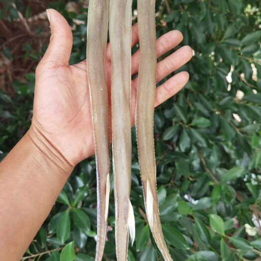 北海烟管鱼 长嘴鱼 马鞭鱼  干货 咸鱼干 【晒场直销】